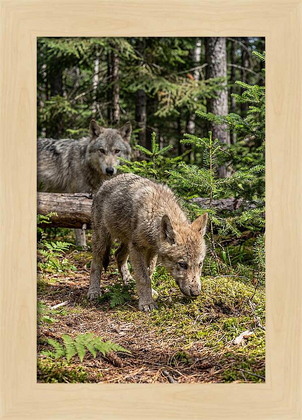 Curious Gray Wolf Pup In Wilderness