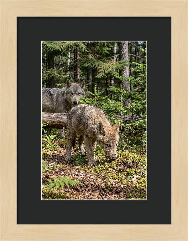Curious Gray Wolf Pup In Wilderness