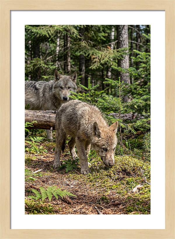 Curious Gray Wolf Pup In Wilderness
