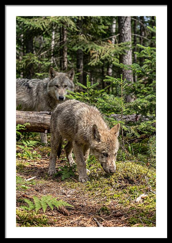 Curious Gray Wolf Pup In Wilderness