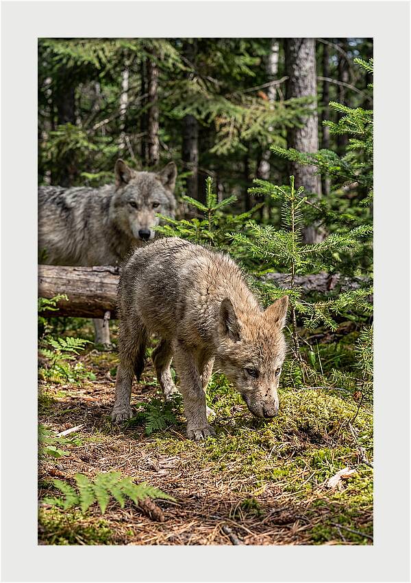 Curious Gray Wolf Pup In Wilderness