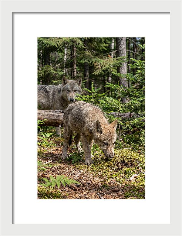 Curious Gray Wolf Pup In Wilderness