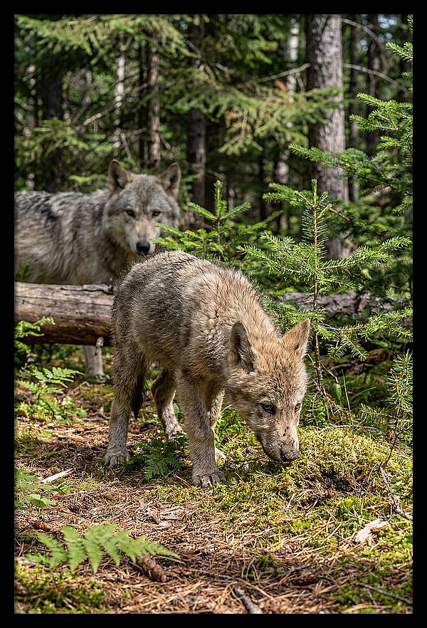 Curious Gray Wolf Pup In Wilderness