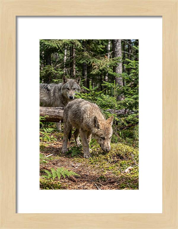 Curious Gray Wolf Pup In Wilderness