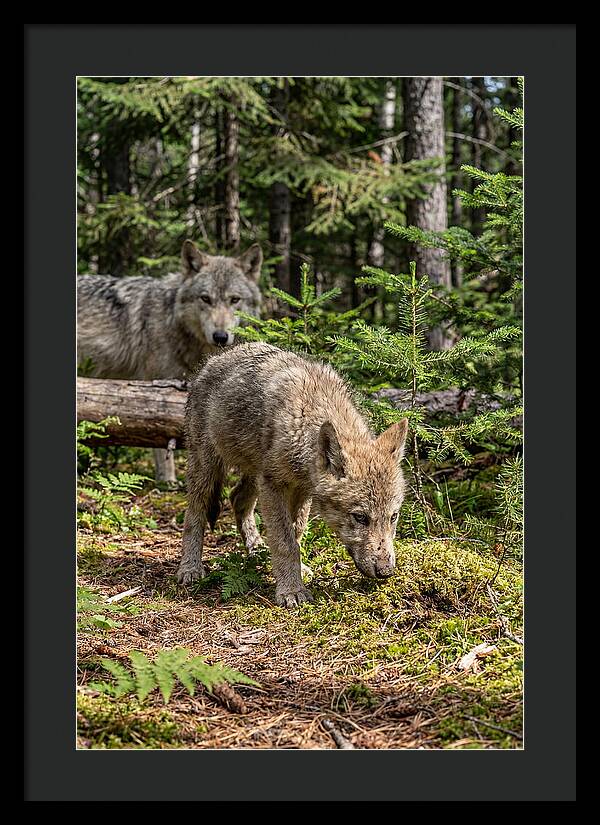 Curious Gray Wolf Pup In Wilderness