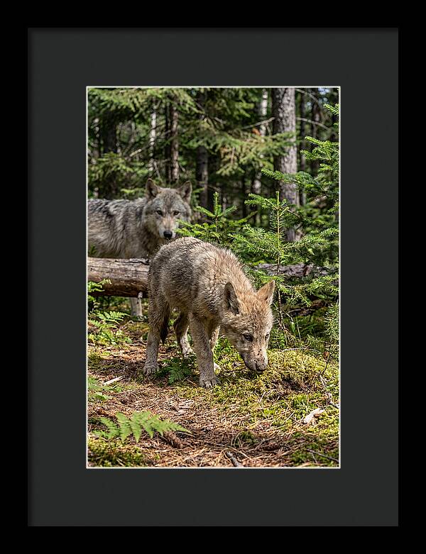 Curious Gray Wolf Pup In Wilderness