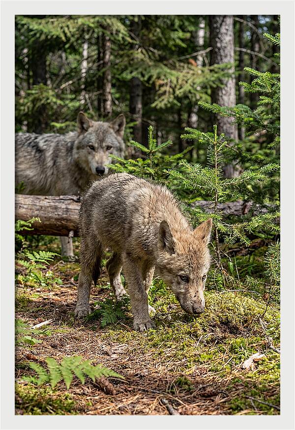 Curious Gray Wolf Pup In Wilderness