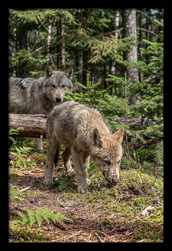 Curious Gray Wolf Pup In Wilderness