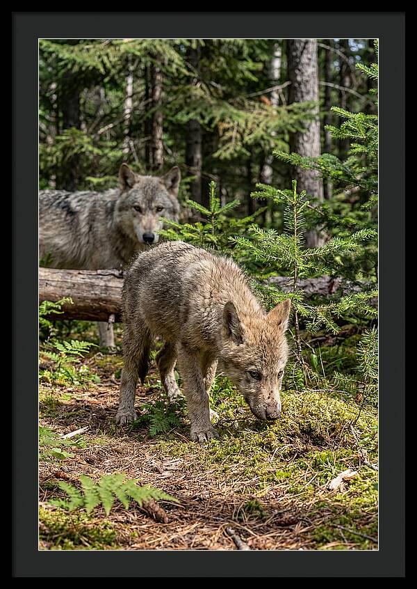 Curious Gray Wolf Pup In Wilderness