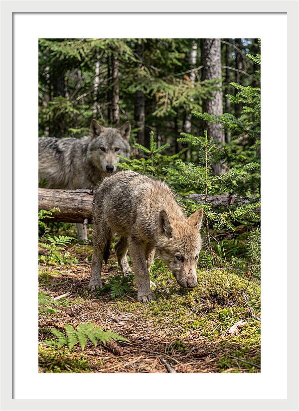 Curious Gray Wolf Pup In Wilderness
