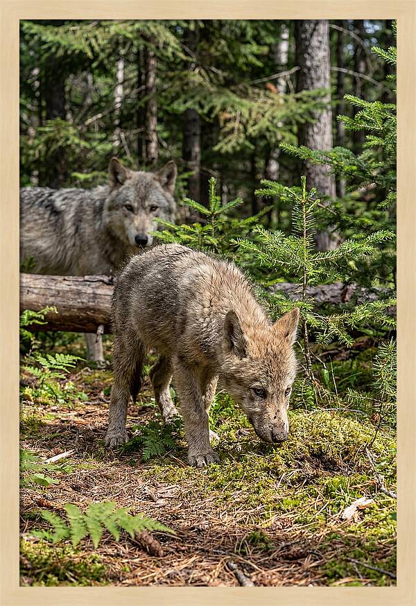 Curious Gray Wolf Pup In Wilderness