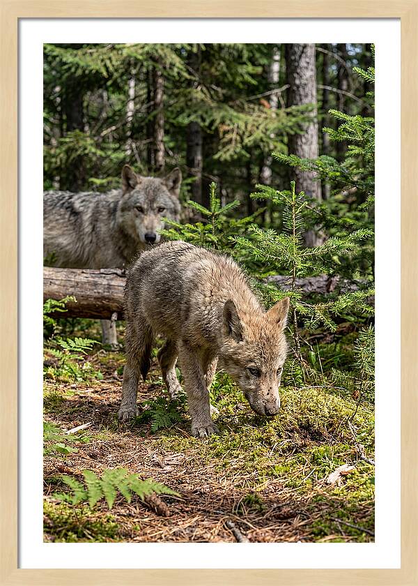 Curious Gray Wolf Pup In Wilderness