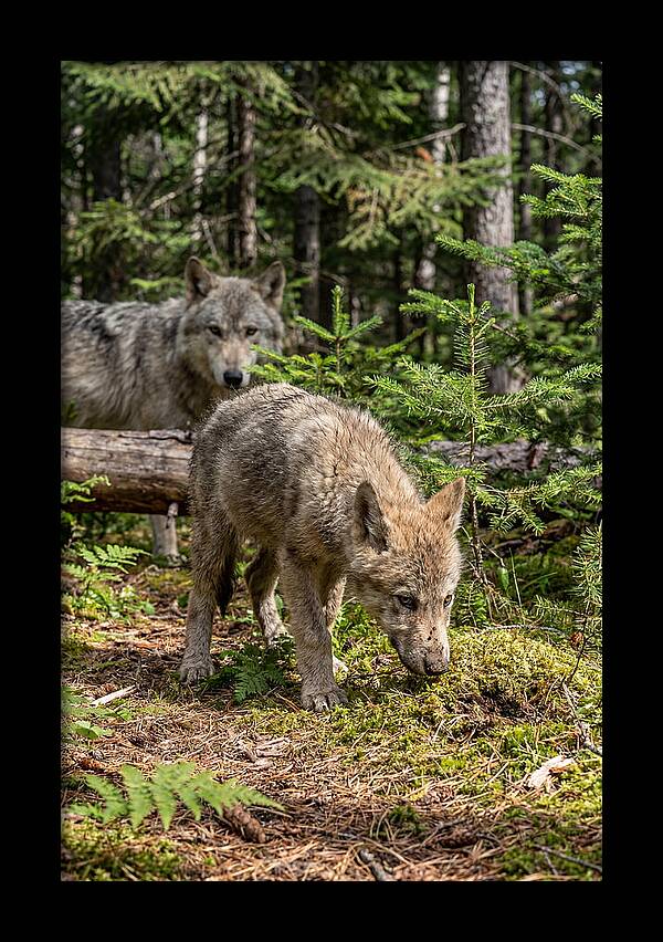 Curious Gray Wolf Pup In Wilderness