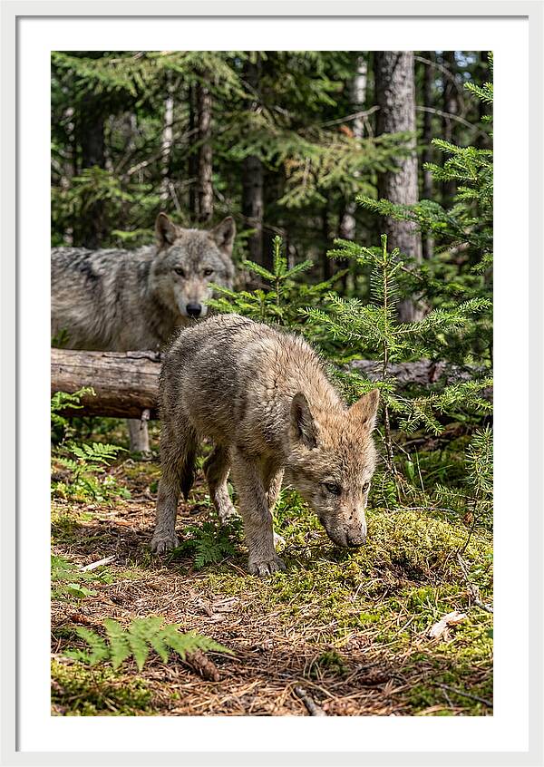 Curious Gray Wolf Pup In Wilderness