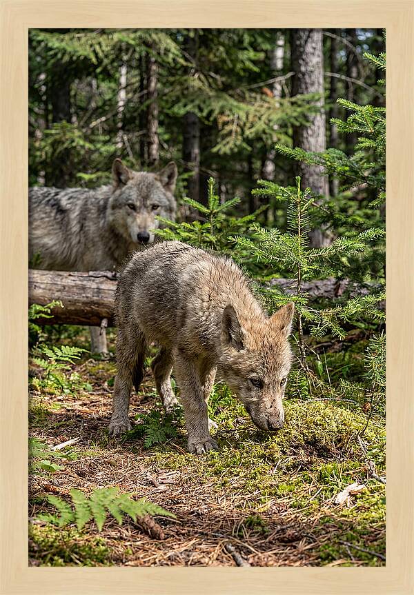 Curious Gray Wolf Pup In Wilderness