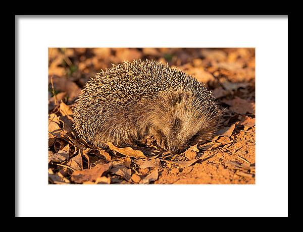 Curled Up Hedgehog