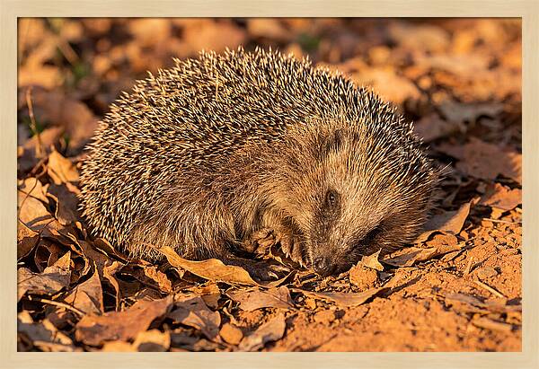 Curled Up Hedgehog
