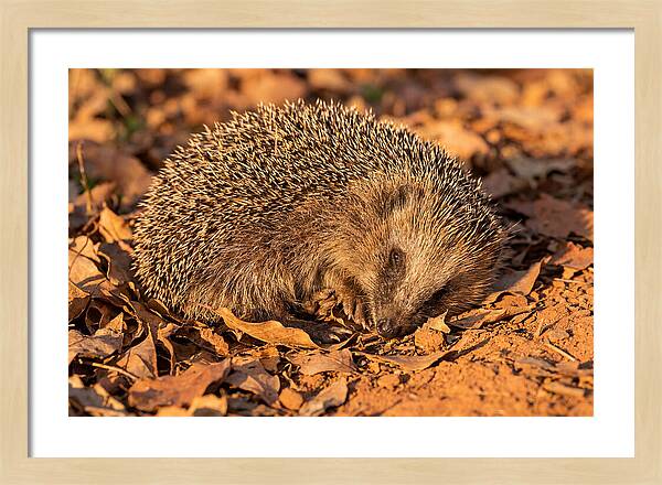 Curled Up Hedgehog