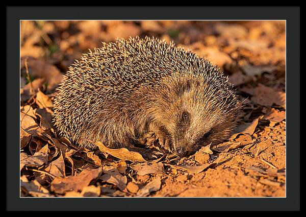 Curled Up Hedgehog
