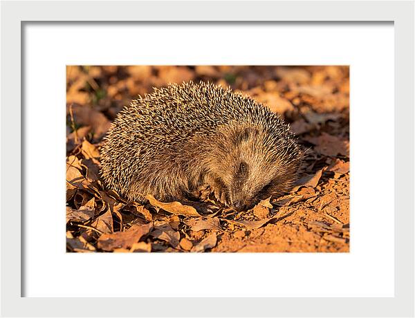 Curled Up Hedgehog