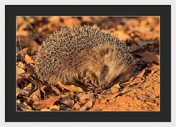 Curled Up Hedgehog