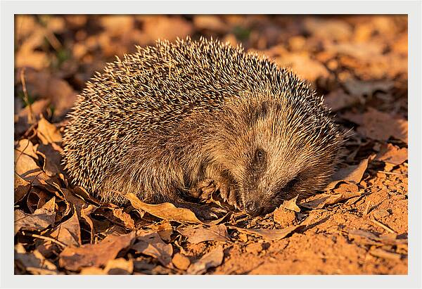 Curled Up Hedgehog
