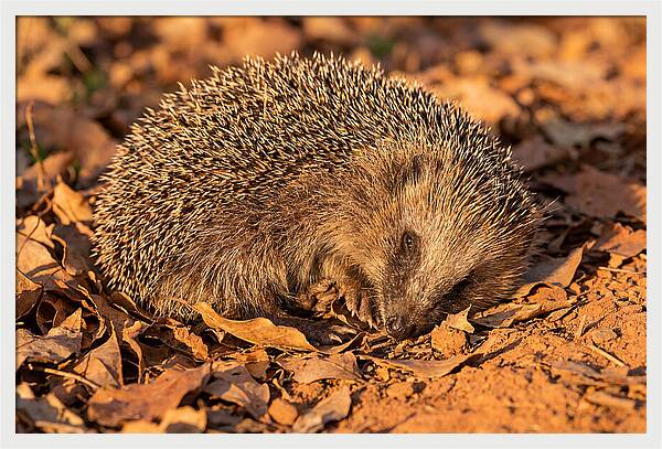 Curled Up Hedgehog
