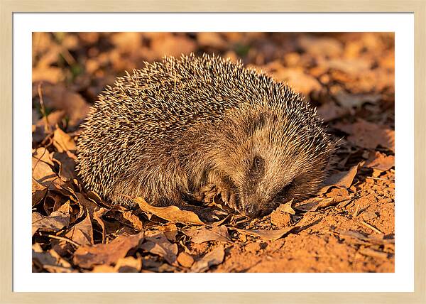 Curled Up Hedgehog