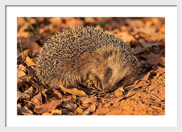 Curled Up Hedgehog