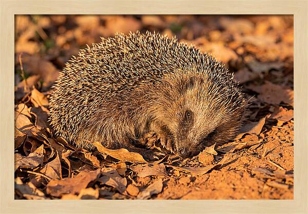 Curled Up Hedgehog