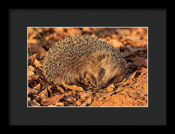 Curled Up Hedgehog