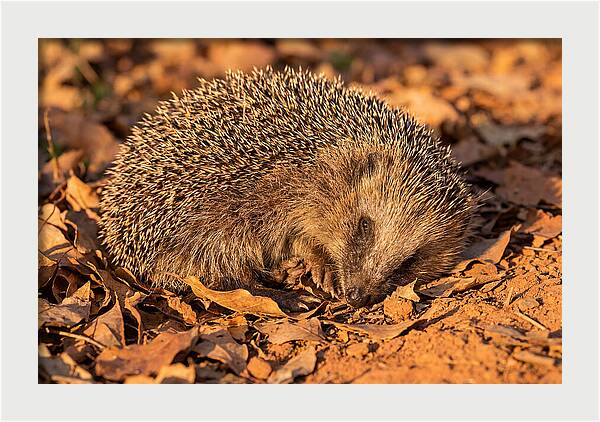 Curled Up Hedgehog