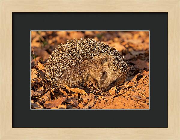 Curled Up Hedgehog
