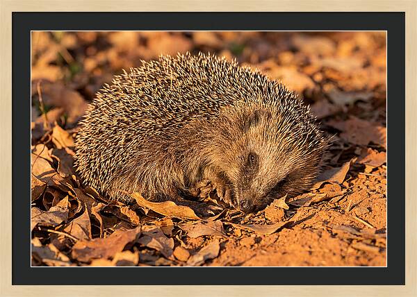 Curled Up Hedgehog