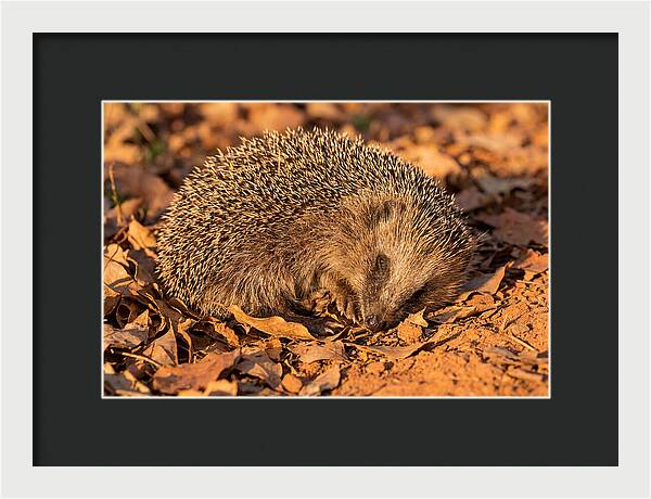 Curled Up Hedgehog
