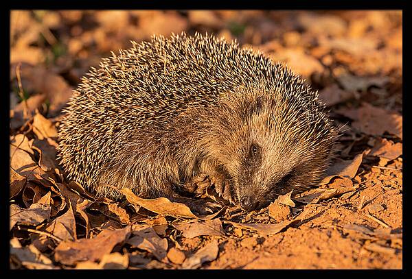 Curled Up Hedgehog
