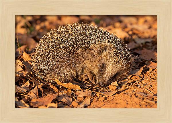 Curled Up Hedgehog
