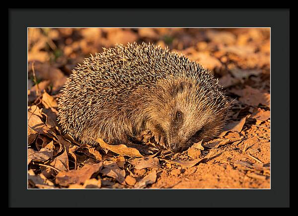 Curled Up Hedgehog