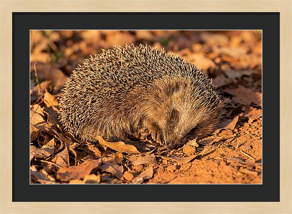 Curled Up Hedgehog