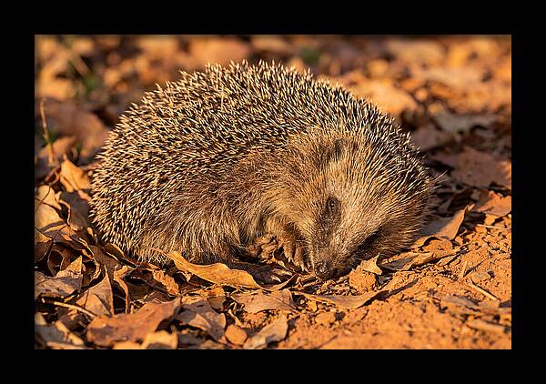 Curled Up Hedgehog