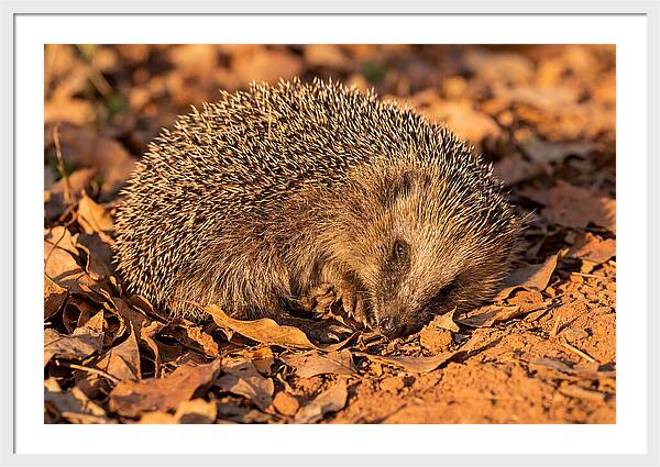 Curled Up Hedgehog