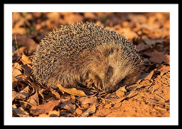 Curled Up Hedgehog