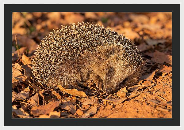 Curled Up Hedgehog