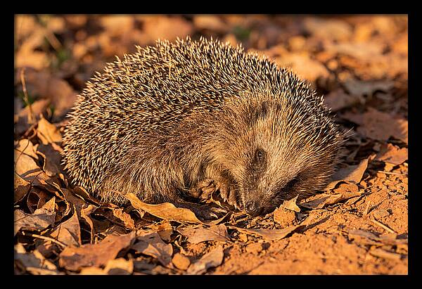 Curled Up Hedgehog