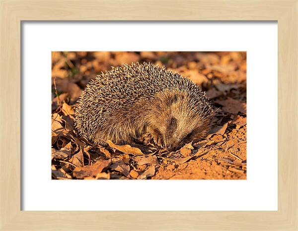 Curled Up Hedgehog