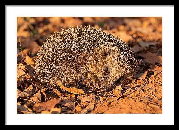 Curled Up Hedgehog