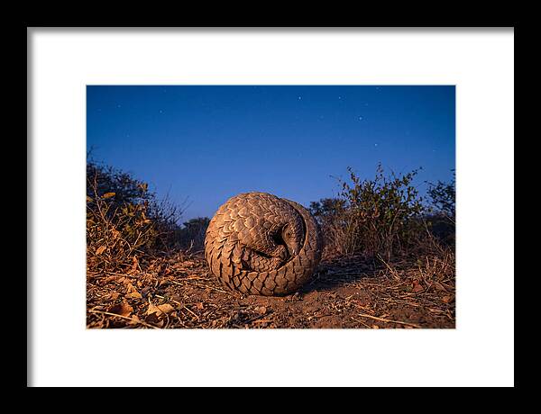 Curled Up Pangolin Under Stars