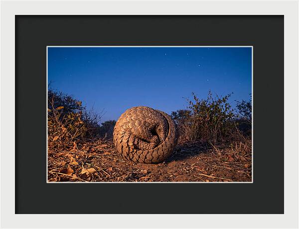 Curled Up Pangolin Under Stars