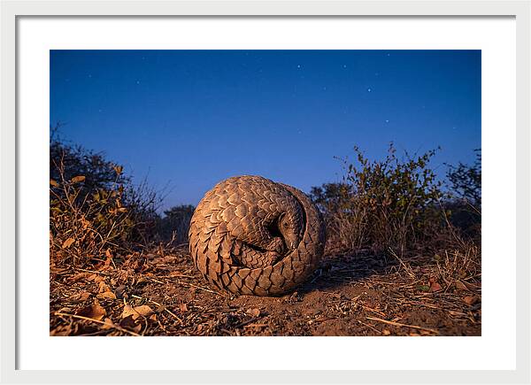 Curled Up Pangolin Under Stars