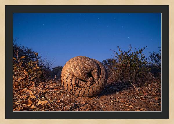 Curled Up Pangolin Under Stars